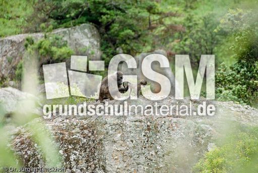 Tschakma Pavian (35 von 48).jpg